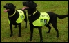 DVD sniffer dogs Lucky and Flo.